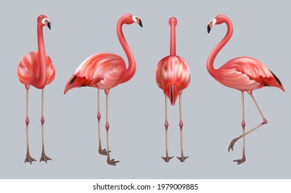 Realistic flamingo. Exotic tropical birds pink color animate poses wildlife decent vector collection illustrations