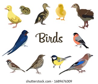 Realistic flat birds collection, vector set of different birds.