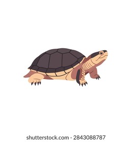 Realistic flat vector illustration of a box turtle isolated on white background.