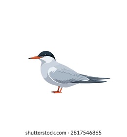 Realistic Flat Vector Illustration of a Common Tern Seabird Standing Isolated on White Background