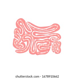 Realistic flat vector illustration of intestine. Human internal organ, digestive tract. Vector illustration isolated on white background