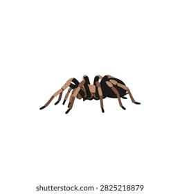 Realistic flat vector illustration of a Mexican redknee tarantula spider isolated on white background