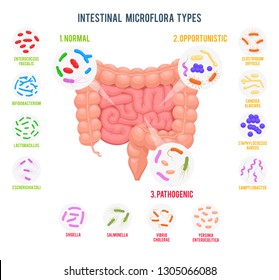 Realistic Flat Vector Illustration Of Small And Large Intestine. Intestinal Microbiota: Normal Flora, Opportunistic Flora And Pathogenic Flora. Good And Bad Bacteria. Microbiota Types Infographics.