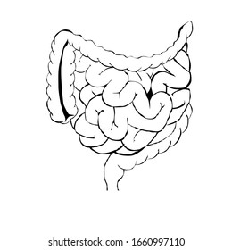 Realistic flat vector illustration of small and large intestine. Human internal organ, digestive tract. Vector illustration isolated on white background. Intestines linear icon. 