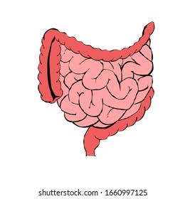 Realistic flat vector illustration of small and large intestine. Human internal organ, digestive tract. Vector illustration isolated on white background. Intestines linear icon. 