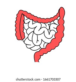Realistic flat vector illustration of small and large intestine. Human internal organ, digestive tract. Vector illustration isolated on white background. Intestines linear icon. 