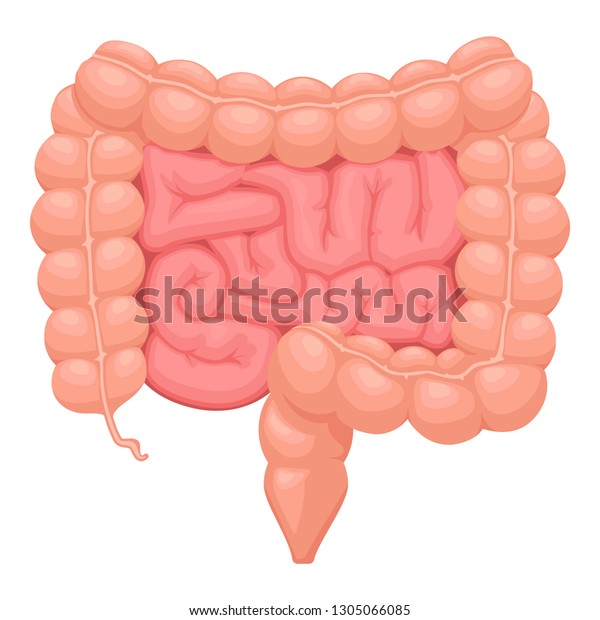 小腸と大腸のリアルな平らなベクターイラスト 人間の内臓 消化管 白い背景にベクターイラスト のベクター画像素材 ロイヤリティフリー
