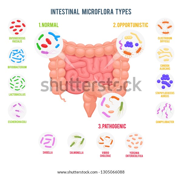 Realistic flat vector illustration of small\
and large intestine. Intestinal microbiota: normal flora,\
opportunistic flora and pathogenic flora. Good and bad bacteria.\
Microbiota types\
infographics.