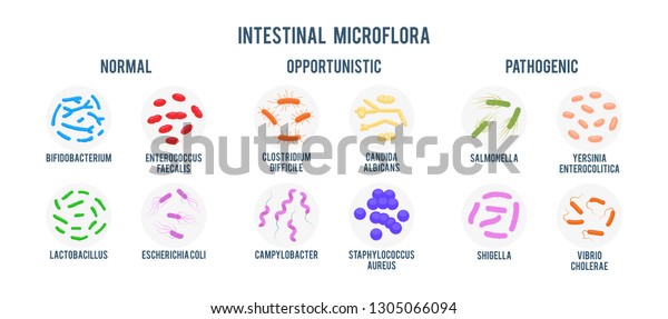 Realistic flat vector illustration of small\
and large intestine. Intestinal microbiota: normal flora,\
opportunistic flora and pathogenic flora. Good and bad bacteria.\
Gastrointestinal\
microbiota.