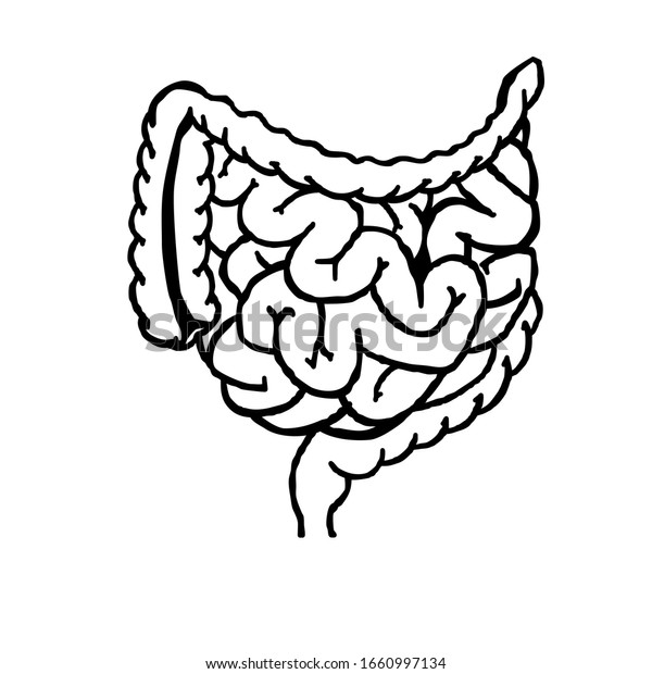 小腸と大腸のリアルな平らなベクターイラスト 人間の内臓 消化管 白い背景にベクターイラスト 腸の線形アイコン のベクター画像素材 ロイヤリティフリー