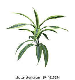 Realistic Floor House Green Plant. Isolated On White Illustration Icon.