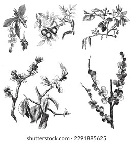 Realistic floral branch botanical hand drawing vintage style black and white