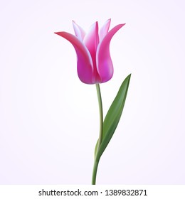 Realistic Flower lily-shaped Tulip. Tulip in Vector eps10