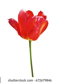 Realistic flower Tulip. Element for your design. Red Tulip color vector eps10