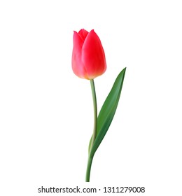 Realistic Flower Tulip. Tulip in Vector eps10.