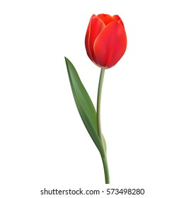 Realistic Flower Tulip. Tulip in Vector eps10
