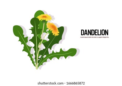 realistic flowers dandelions tasty freshherb green leaves healthy food concept horizontal vector illustration