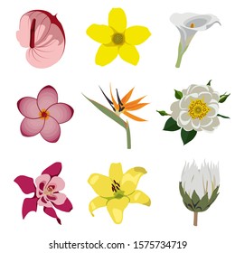 Realistic flowers set for patterns. Protea, strelitzia, lily,  rose hip, calla, plumeria, aquilegia, anthurium. Flat vector illustration. 