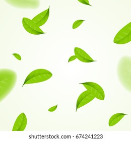 Realistic Fly Green Leaves Pattern Background on a White Organic Element Natural Eco Concept. Vector illustration