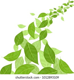 Realistic Fly Move Green Leaves Background Card on a White Decorative Organic Element Creative Botany Concept. Vector illustration