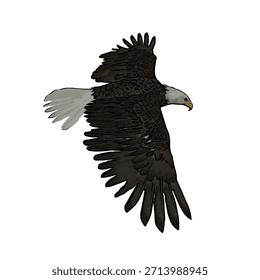 Ilustración realista del águila voladora aislada en el fondo blanco, pájaro detallado del Vector de la presa conveniente para la vida silvestre, la caza, la libertad, y los diseños temáticos de la naturaleza.