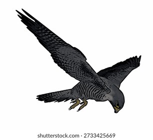 Ilustración vectorial realista del halcón volador con las plumas detalladas, pose dinámica del pájaro de presa aislado en el fondo blanco.