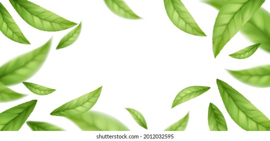 Realistic flying falling green tea leaves isolated on white background. Background with flying green spring leaves. Vector illustration EPS10