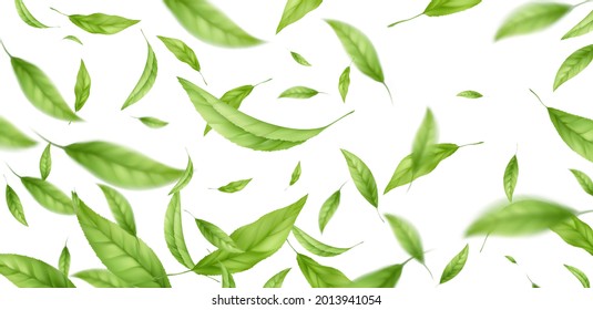 Realistic flying falling green tea leaves isolated on white background. Background with flying green spring leaves. Vector illustration EPS10
