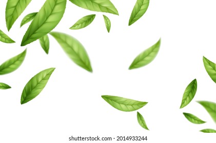 Realistische, fliegende, grüne Teeblätter einzeln auf weißem Hintergrund. Hintergrund mit fliegenden grünen Frühlingsblättern. Vektorgrafik EPS10