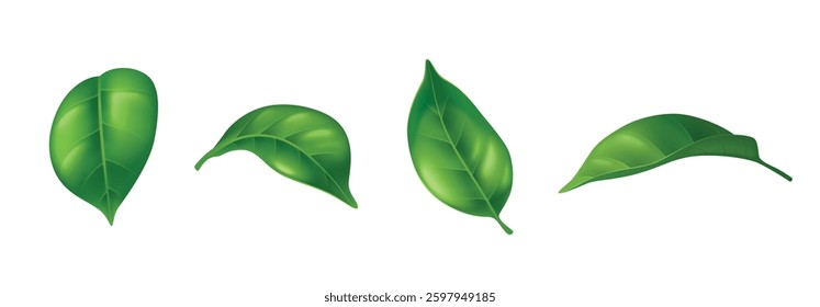 Realistic flying green leaves set - single leaf, overlapping foliage shapes with detailed veins, edges. Curved botanical design elements for natural spring, summer layouts and decorative backgrounds.