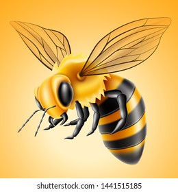 Realistic flying honeybee. Vector insect for honey product, beekeeping design. Natural organic product sign. 3d bee for summer design. Bumblebee or wasp buzzing. Golden and black small animal