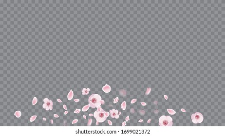 Realistic Flying Petals For Banner Design. Magenta on Transparent. Modern Invitation For Web Design. Modern Abstract Ribbon.