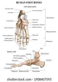 Realistic foot bones anatomy composition with front and side views of human footstep with text captions vector illustration