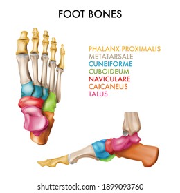 Realistic foot bones set with side views of human bones with composition of text color keys vector illustration