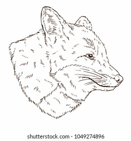 realistic fox head illustration 2