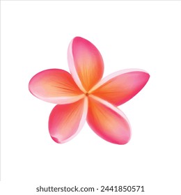 Realistic frangipani summer flower artwork graphic design