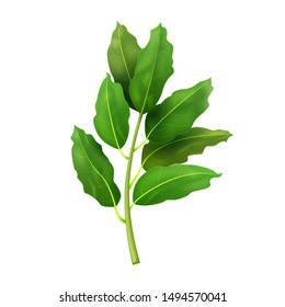 Realistic fresh bay leaf herb. Isolated flat vector element for advertising placard or banner. Vector illustration on white isolated background