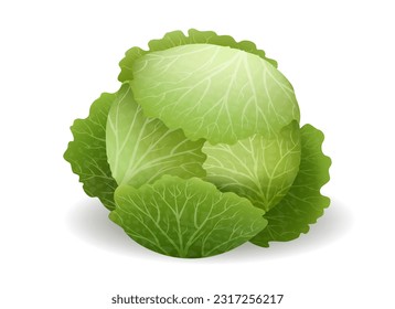 Realistic fresh cabbage. Cabbages green harvesting vegetable 3d isolated on white background, vegetables diet fresh head tasty organic food vector illustration