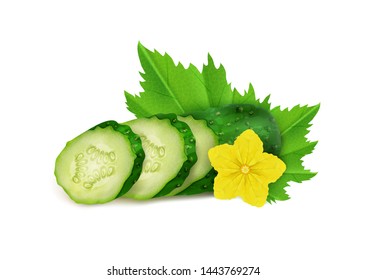 Realistic fresh cucumber and cucumber slices, leaf and flower white background, vector.