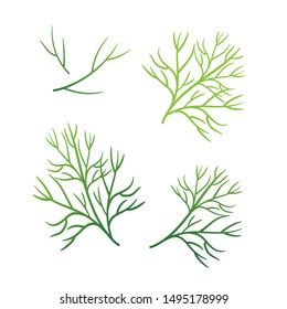 Realistic fresh dill leaf herb. Isolated flat vector element for advertising placard or banner. Vector illustration on white isolated background