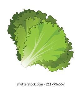 Realistic fresh lettuce leaves white background - Vector illustration