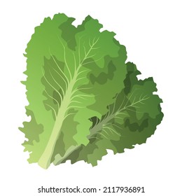 Realistic fresh lettuce leaves white background - Vector illustration