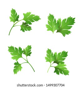 Realistic fresh parsley leaf herb. Isolated flat vector element for advertising placard or banner. Vector illustration on white isolated background