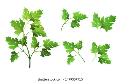 Realistic fresh parsley leaf herb. Isolated flat vector element for advertising placard or banner. Vector illustration on white isolated background