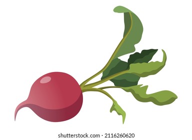 Realistic fresh radish on white background - Vector illustration