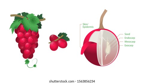Realistic Fresh Red Grapes and A Sliced Grape vector in white background. Grapes anatomy for Infographic. Showing Seed, Endocarp, Mesocarp, Exocarp. Isolated