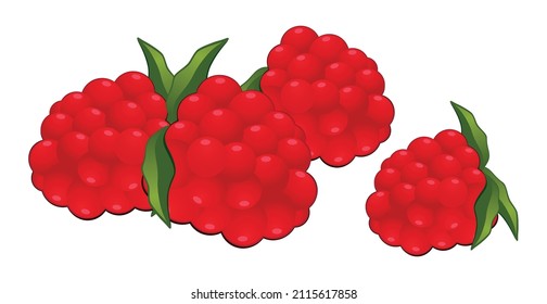 Realistic fresh red raspberry isolated on white background - Vector illustration