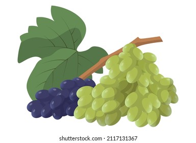 Realistic fresh ripe dark and light grapes isolated on white background - Vector illustration