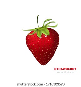 Realista del vector Fresh Straberry sobre fondo blanco.