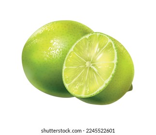 Realistic fresh whole and cut lime on white background vector illustration